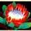 Wild Flower (Scatter)