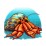 Hermit Crab