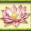 Lotus flower