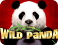 Wild Panda