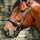 American Pharoah