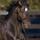 High Chaparral