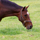 Moscow Flyer